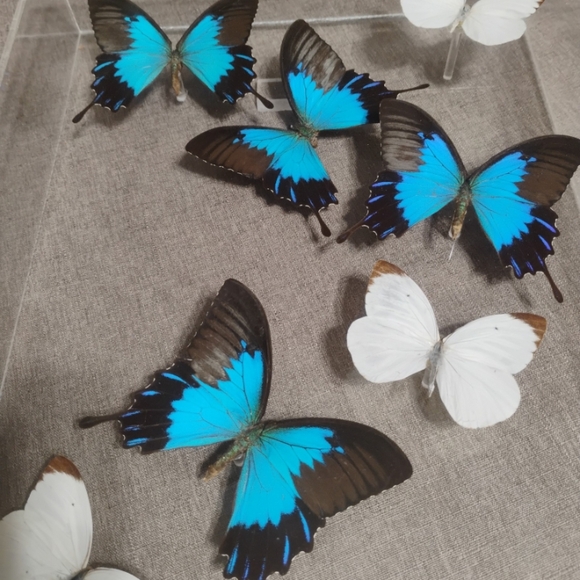 Blue and White Butterfly Display - Picture 1 of 12